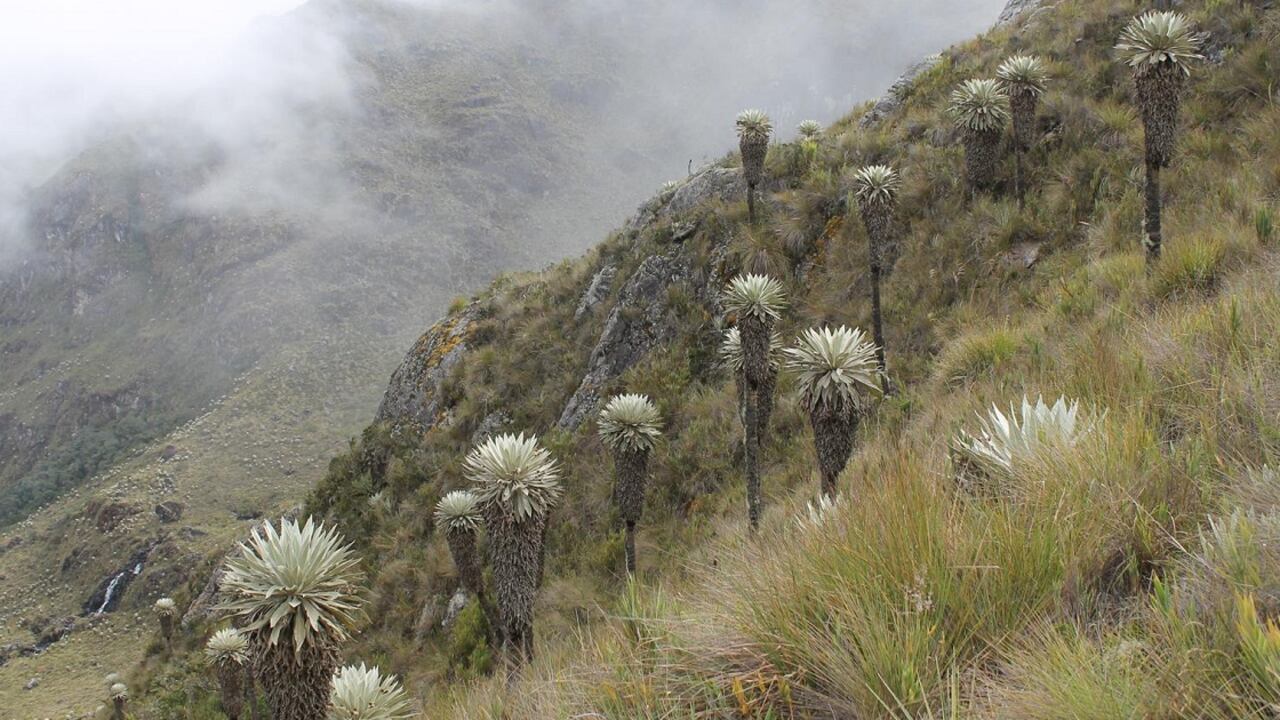 Páramo de Santurbán, ubicado entre Santander y Norte de Santander.