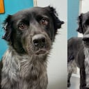 Ralu, el perrito al que le cortaron sus orejas.