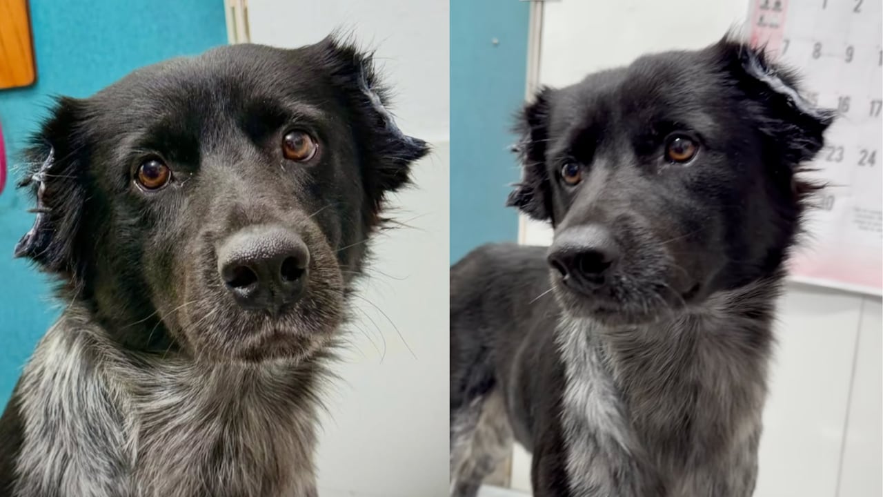 Ralu, el perrito al que le cortaron sus orejas.