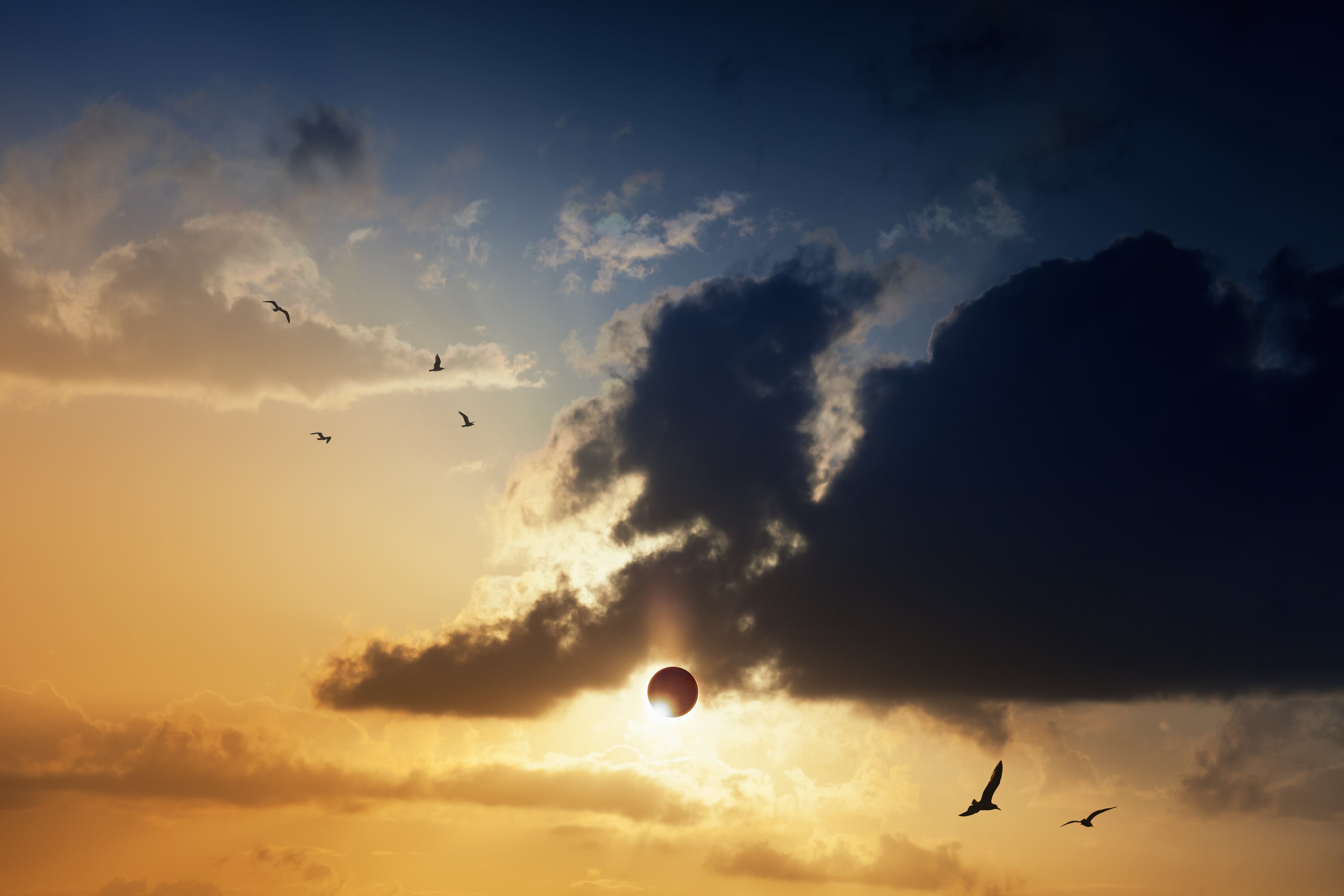 Algunos animales se pueden ver afectados por el eclipse.