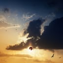 Algunos animales se pueden ver afectados por el eclipse.