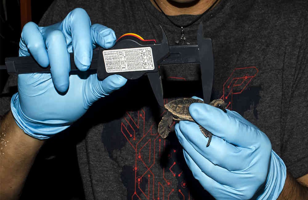 Análisis de tortuga hallada en Cayo Serranilla, San Andrés y Providencia.