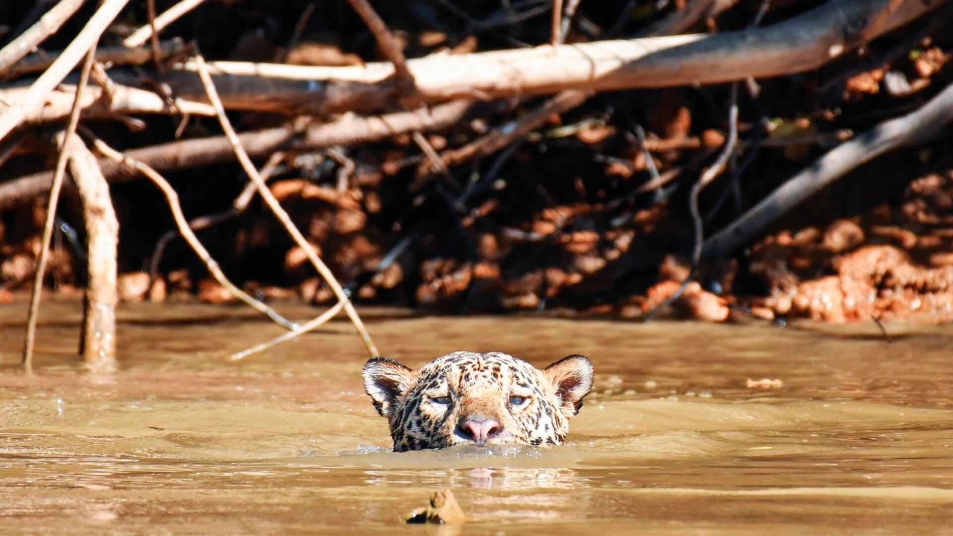 Deforestación: la gran amenaza de la biodiversidad en Antioquia