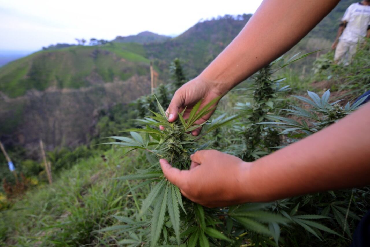  la Policía ha capturado a 123 personas por tráfico o porte de estupefacientes