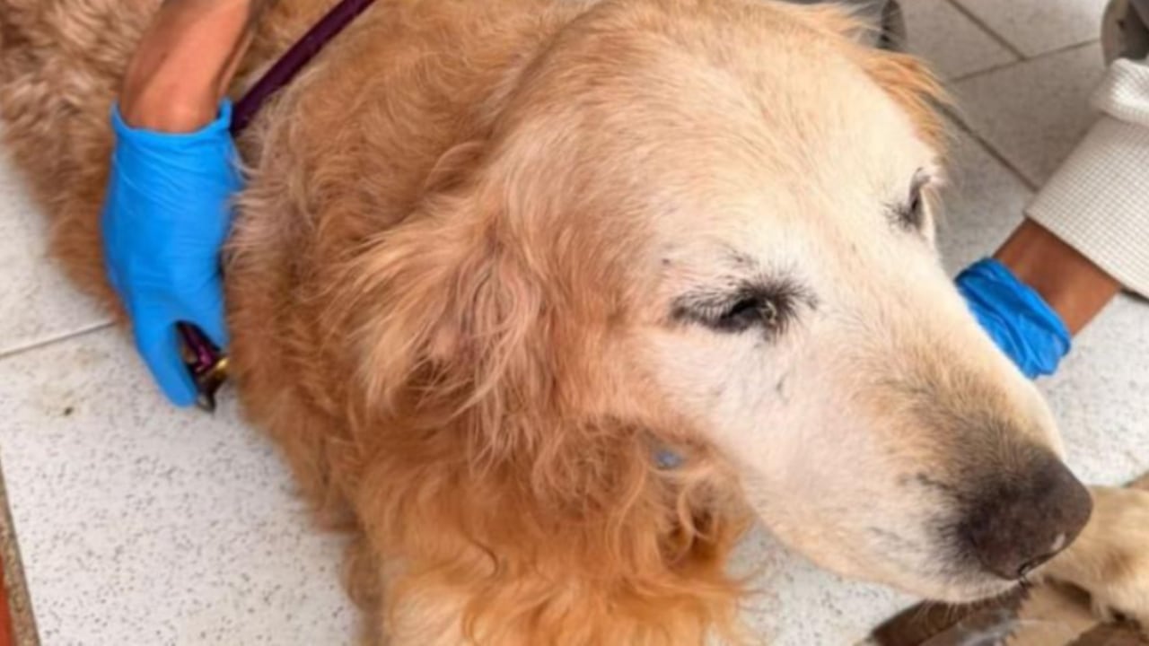 Este perrito fue restactado por las autoridades en el barrio Teusaquillo de Bogotá.