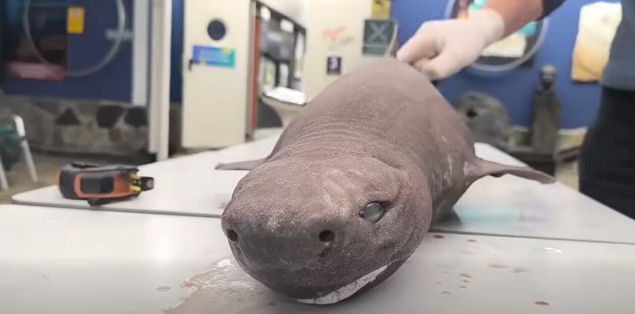 Lo que llegó a la orilla en Asturias terminó convirtiéndose en un caso excepcional para la ciencia.