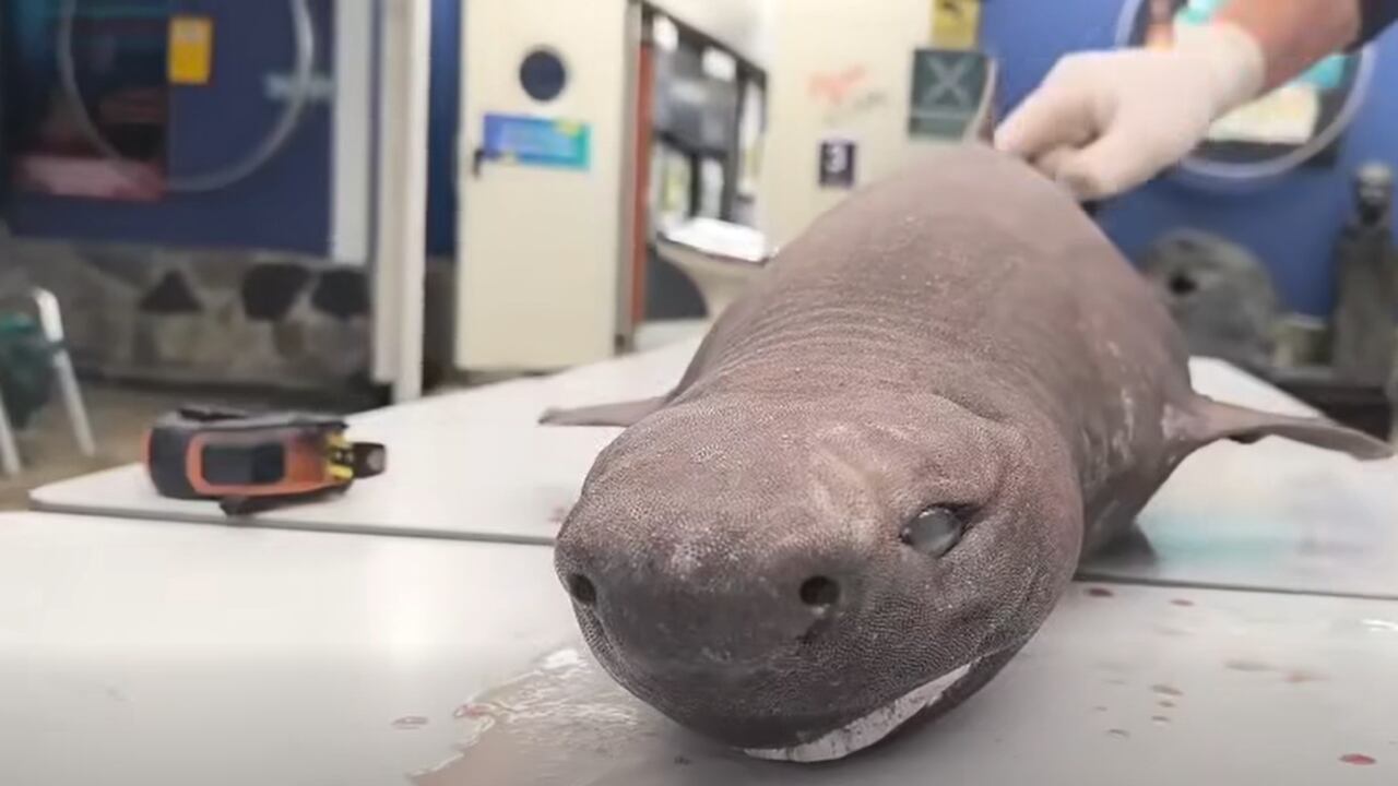 El varamiento de un escualo poco común permitió a científicos estudiar una especie rara vez observada.