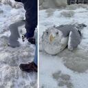 Con un cincel y desatornilladores fueron rescatadas 16 gaviotas que quedaron atrapadas en el hielo en la Costa de LaSalle Park, Búfalo, Estados Unidos.