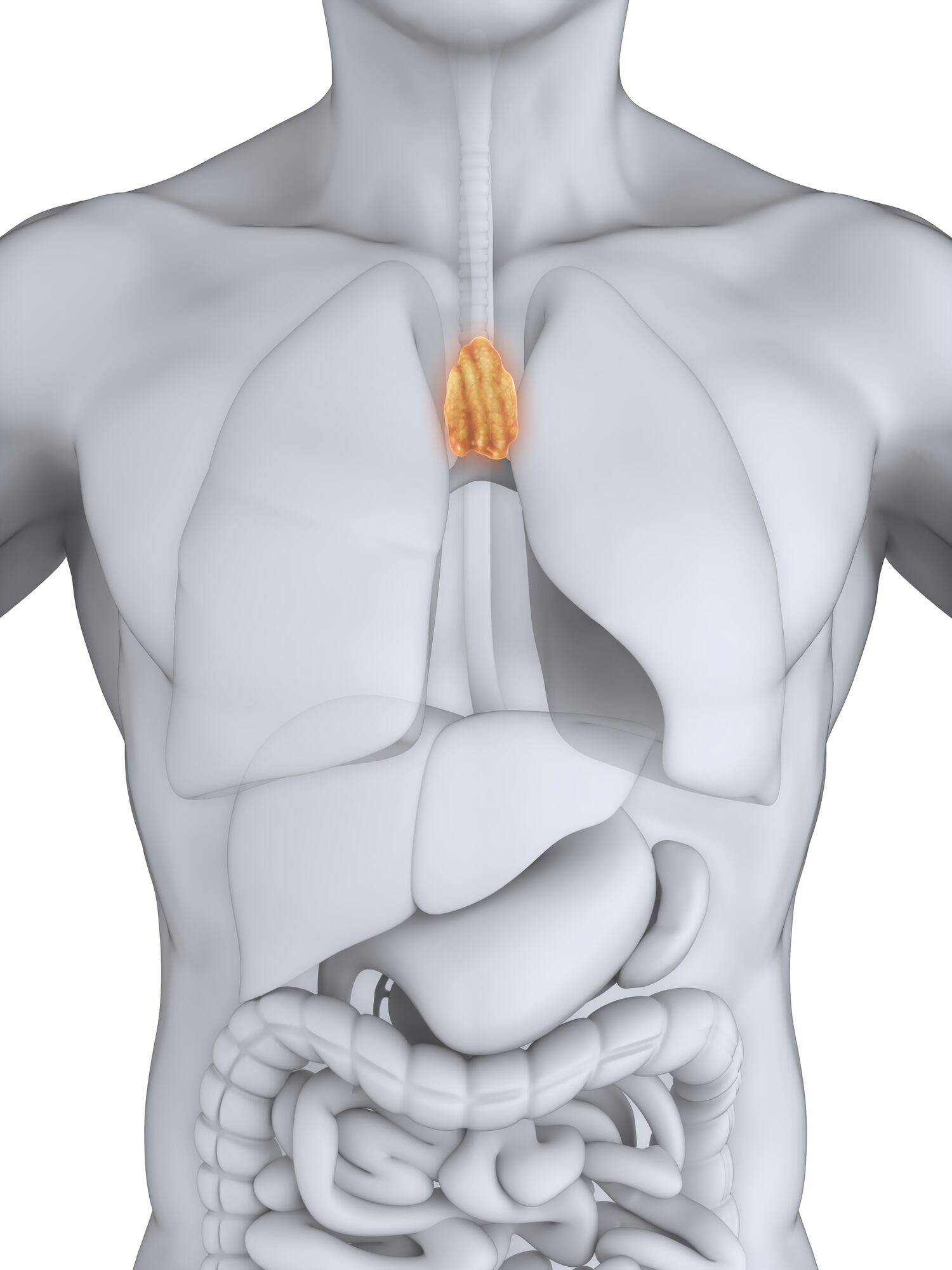 Human Thymus Anatomy Illustration. 3D render