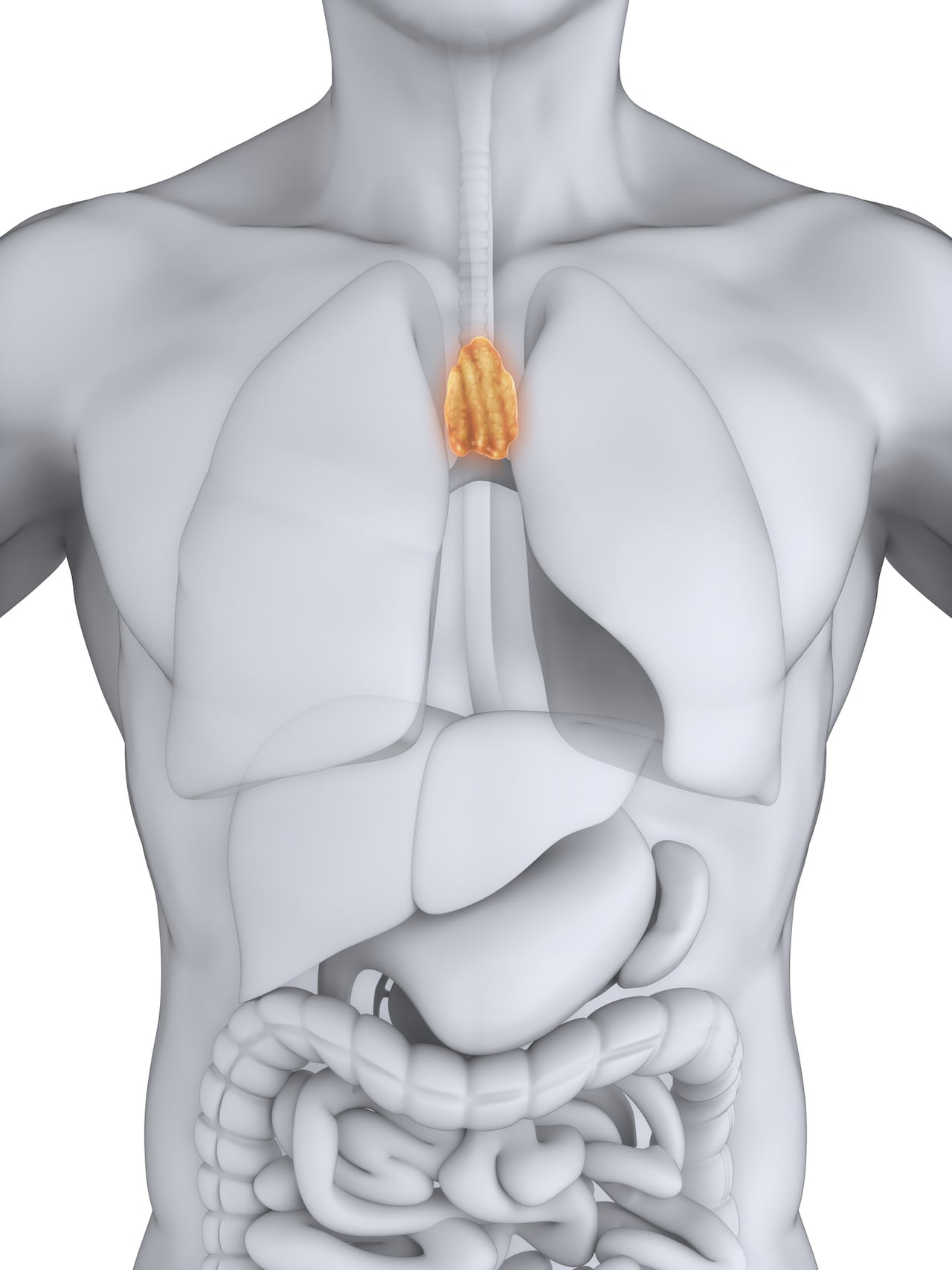 Human Thymus Anatomy Illustration. 3D render