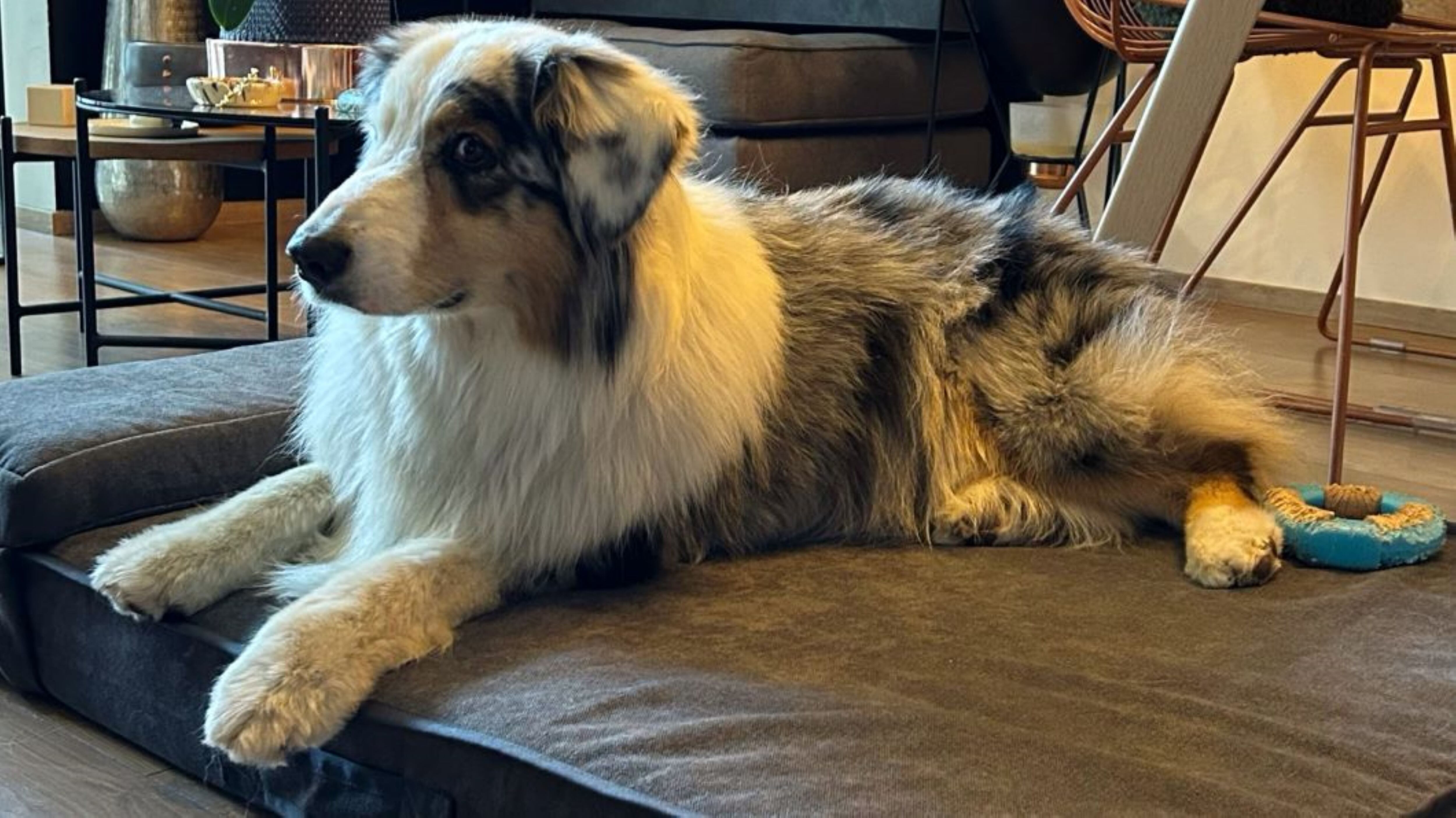 Su portafolio de soluciones comprende: colchones ortopédicos, almohadas, sábanas, forros, cobijas y escaleras en espuma, que se caracterizan por un diseño.