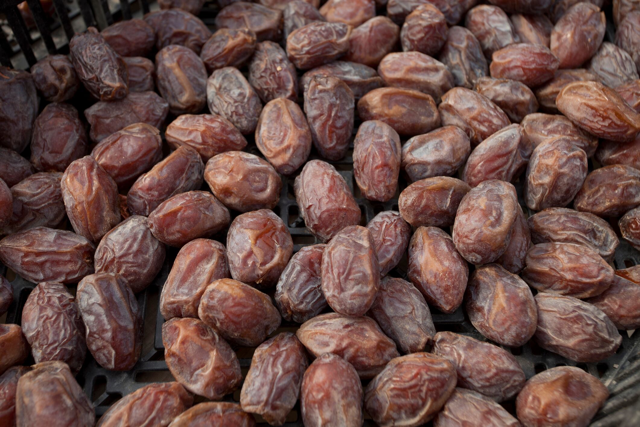 Palestine, Jerico, dates production