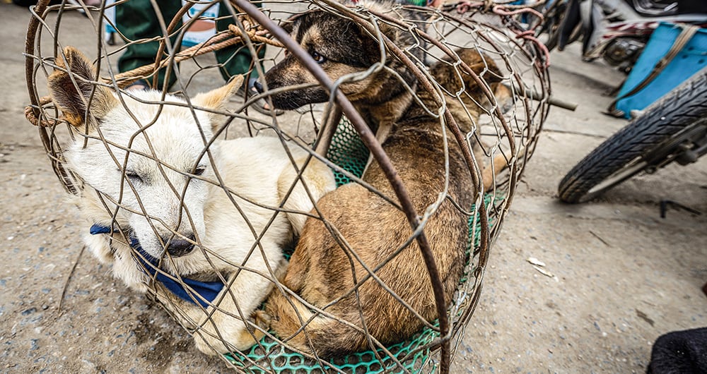 Suba, Engativá, Teusaquillo y Bosa son las localidades con más casos de maltrato animal en la ciudad. No obstante, el suceso más reciente y mediático ocurrió en un centro comercial que no está ubicado en dichas zonas capitalinas.  