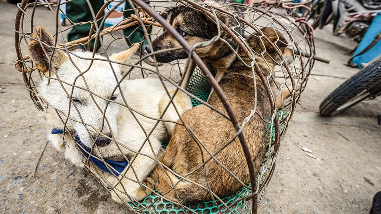 Suba, Engativá, Teusaquillo y Bosa son las localidades con más casos de maltrato animal en la ciudad. No obstante, el suceso más reciente y mediático ocurrió en un centro comercial que no está ubicado en dichas zonas capitalinas.