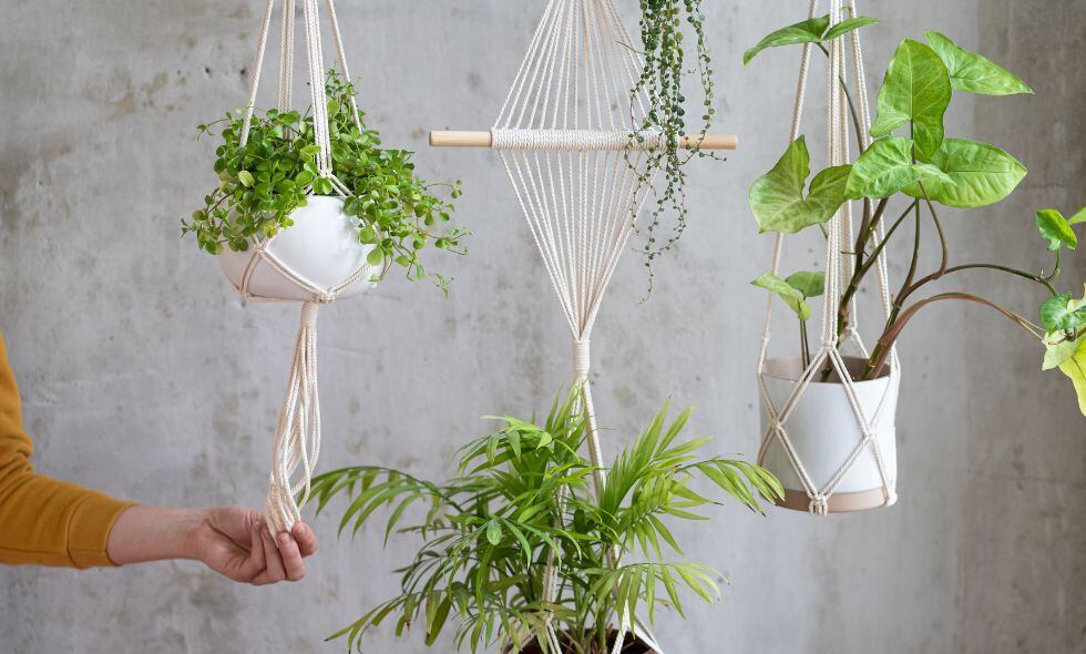 Plantas colgantes