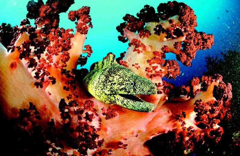 Setenta millas al suroeste de Tokio, una anguila morena se desliza a través de las ramas de un coral suave en las aguas frescas de la Bahía de Suruga. Profunda y estrecha, la bahía desciende más de 8.000 pies (Japón, 2008). FOTO: Brian Skerry/National Geographic