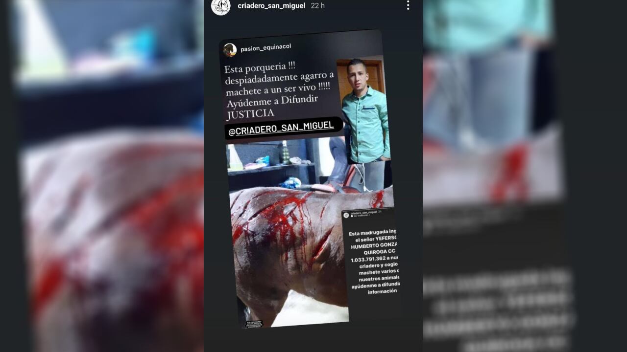 Hombre dio 18 machetazos a yegua en Cundinamarca