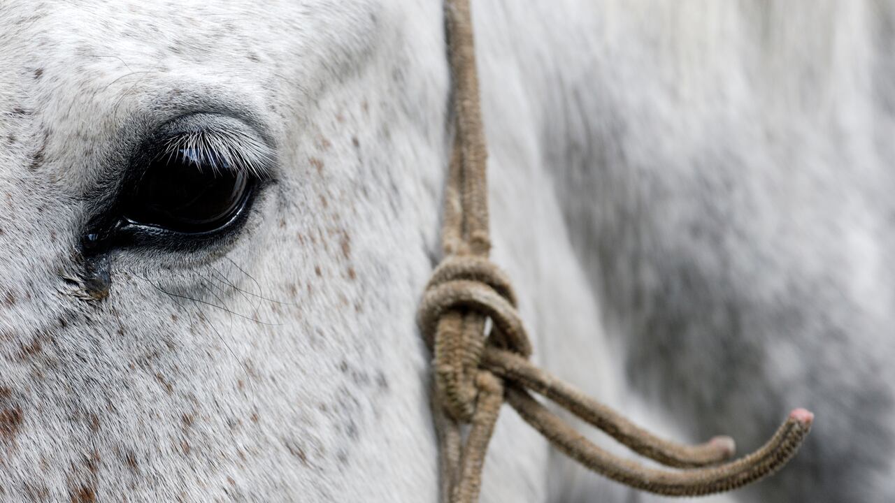 La investigación, articulada con la Dirección de Carabineros de la Policía Nacional, permitió determinar que la carne de los animales sacrificados era vendida a fábricas de empanadas y otros establecimientos de comercio.