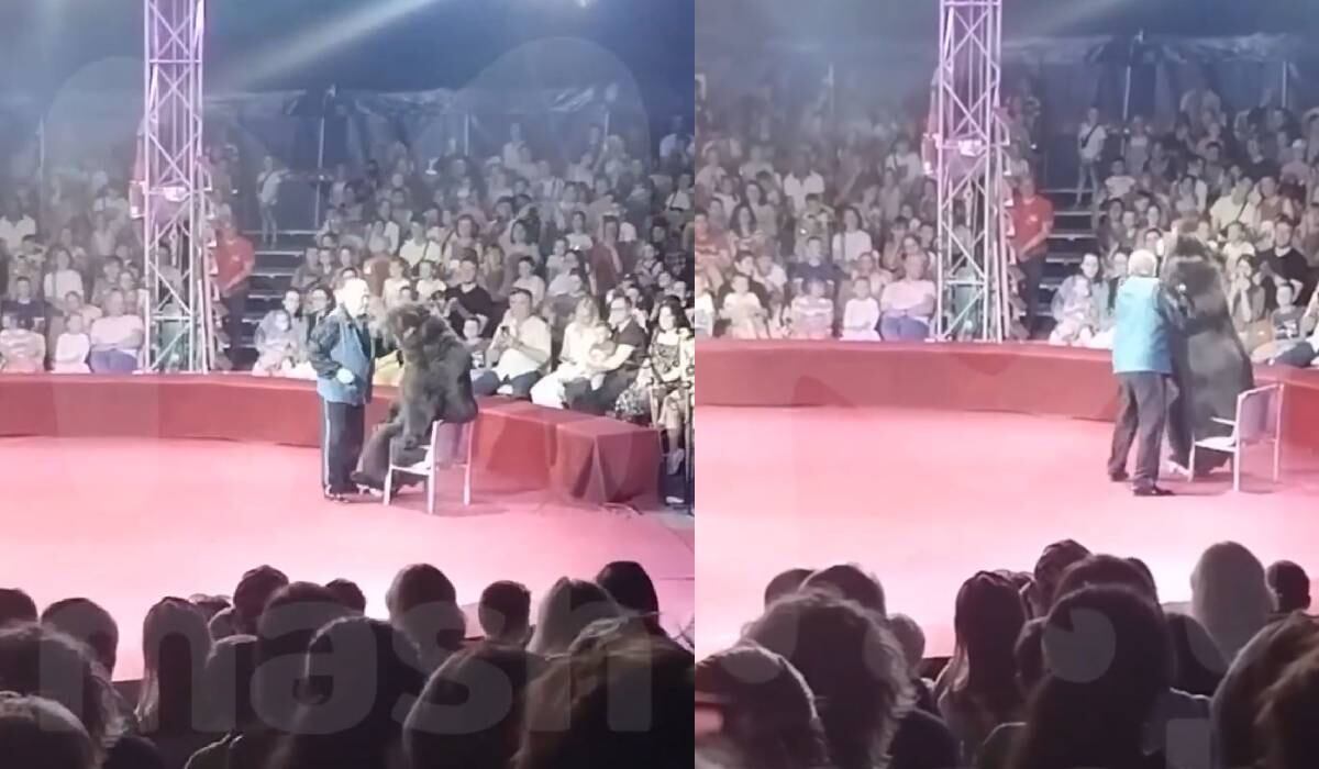 En el video se puede ver el ataque de la osa a su entrenador en pleno show
