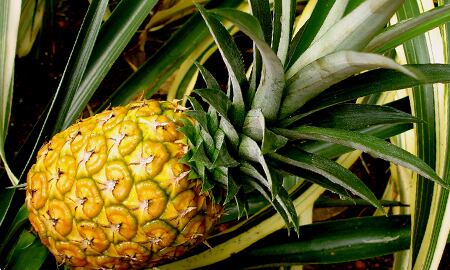 La piña contiene una enzima, la bromelina, que se halla en el tallo y en el fruto, la cual facilita la digestión.