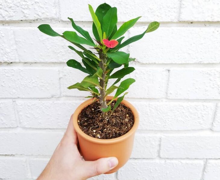 plantar corona de cristo