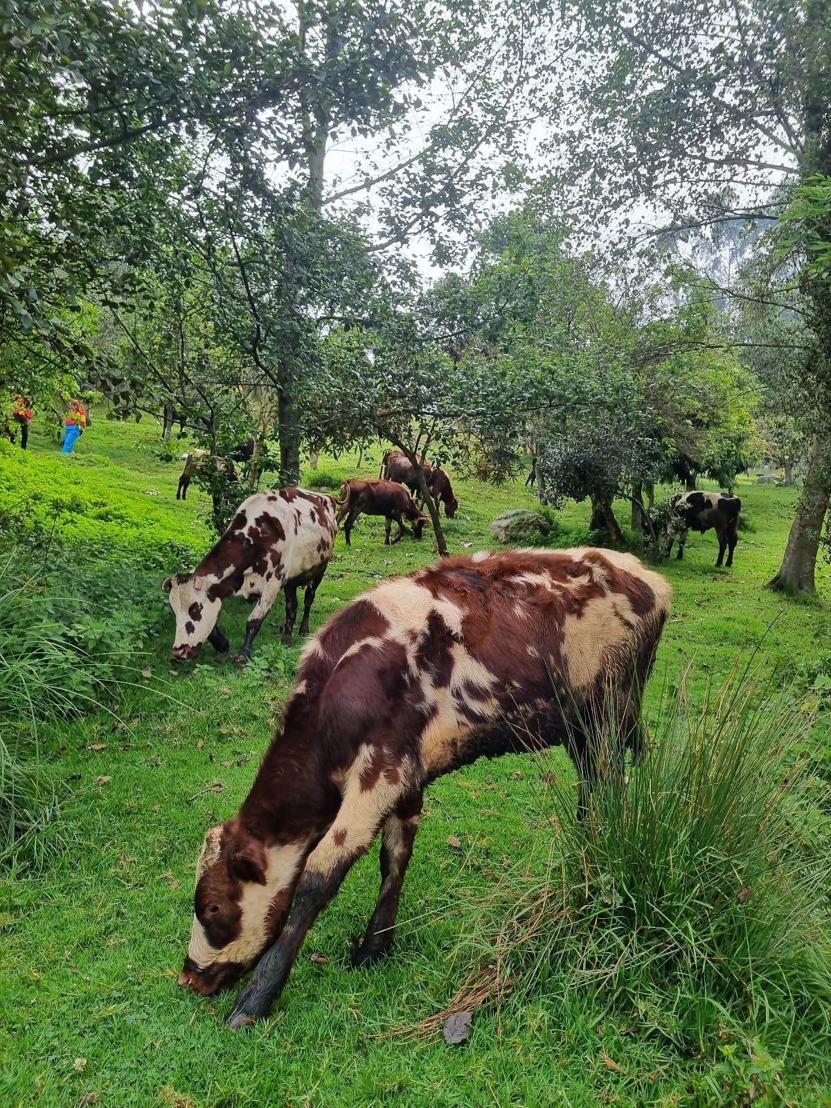 Los bovinos estaban en malas condiciones de bienestar