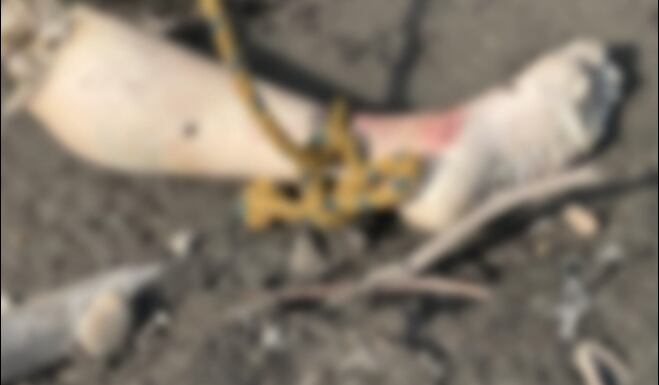 Una pierna humana fue hallada en el río Magdalena en Barrancabermeja.