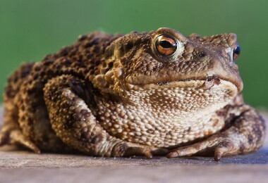 Muchas personas creen que si se tiene contacto con un sapo es posible que le salgan verrugas en la piel, sin embargo estas se producen por un virus en la piel no por contacto con anfibios.