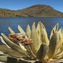 Páramo y laguna de Sincunsí, en Boyacá.