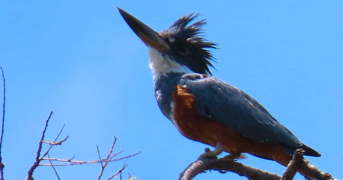 Desde 2015 no aparecía el martín pescador en el humedal Córdoba.