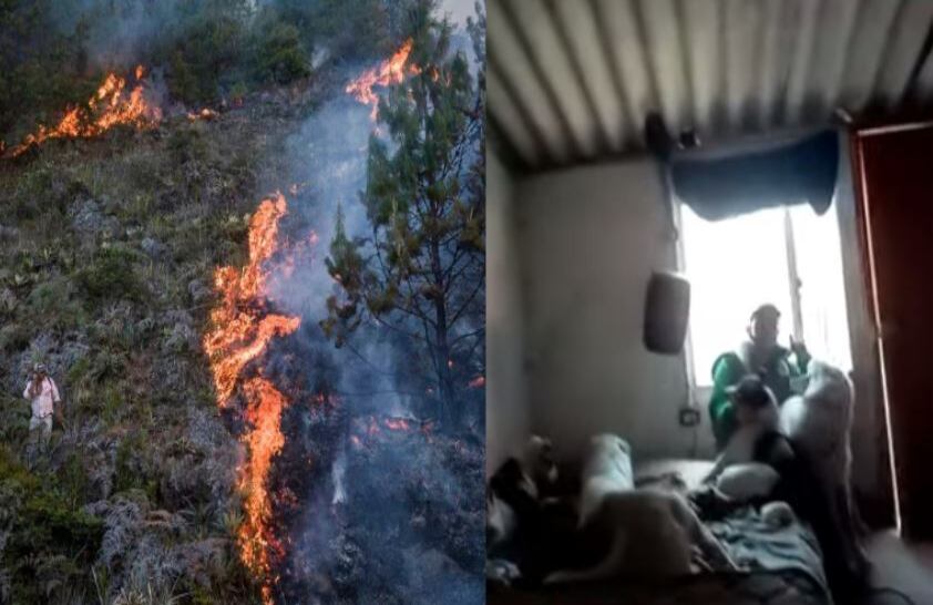 Fundación de perros de vio gravemente afectada por incendios en Bogotá