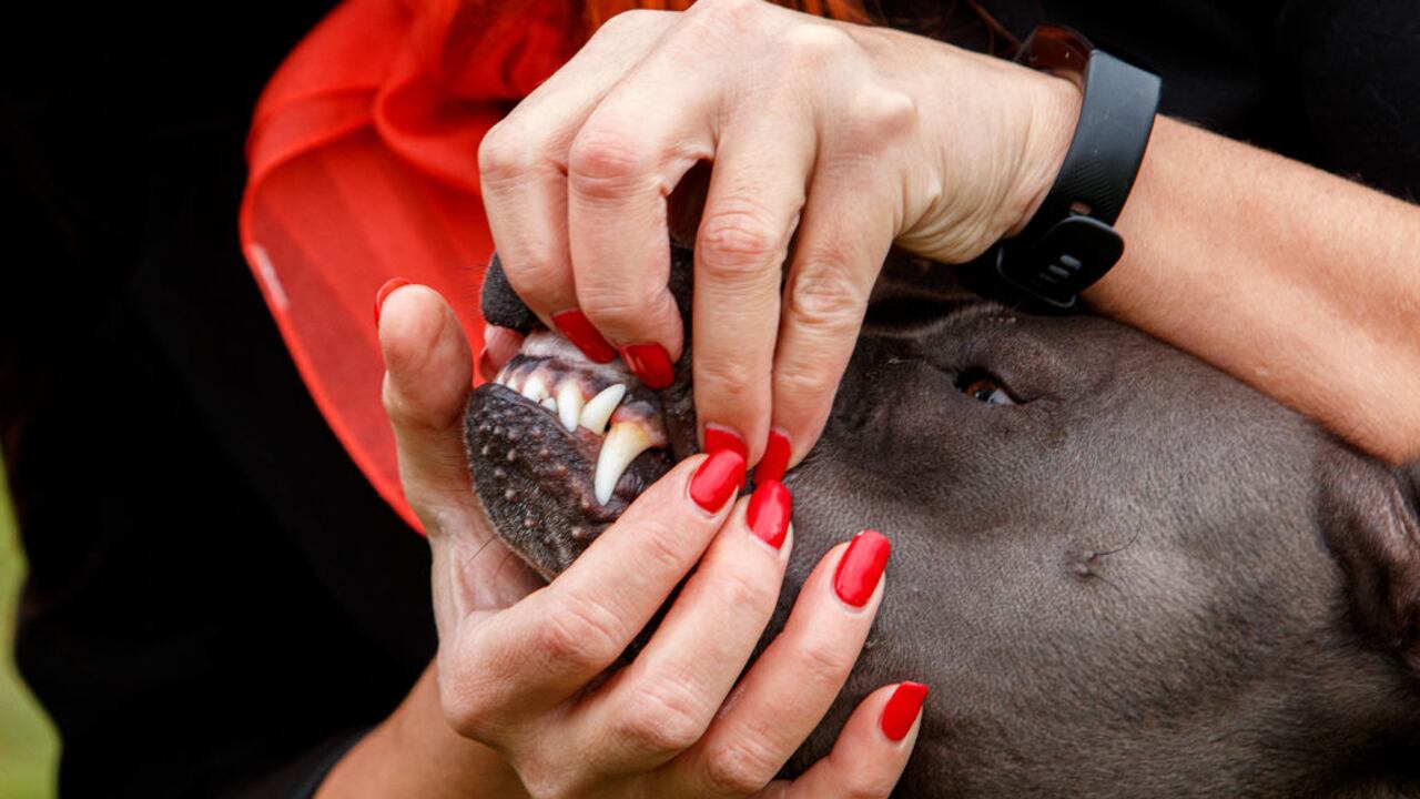 Un niño de 3 años pierde la vida tras ser víctima del ataque mortal de un perro de una raza considerada peligrosa.