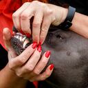 Niño de tan solo 3 años muere a causa del brutal ataque de un perro de una raza peligrosa