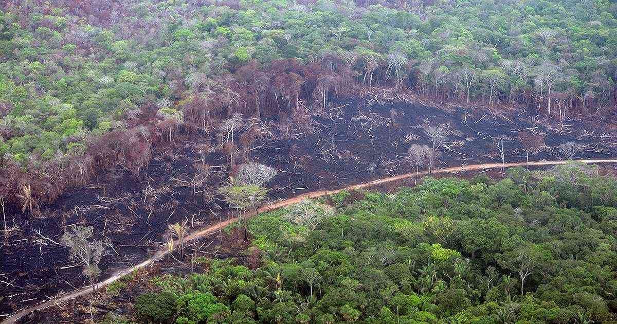 Uno de los departamentos más deforestados en el país es el Guaviare. Foto: FCDS