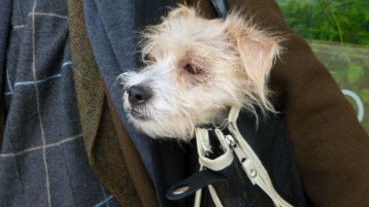 SXC: Cada vez hay más personas que adquieren una mascota para no estar solas.