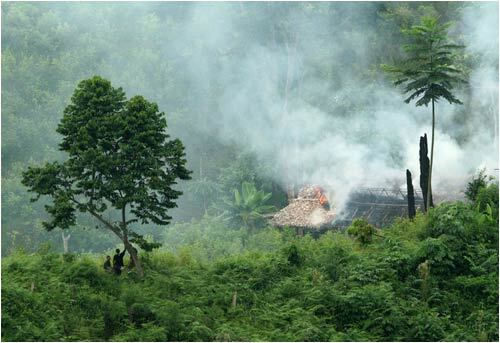 1,7 millones de plantas de coca incautadas en Honduras.
