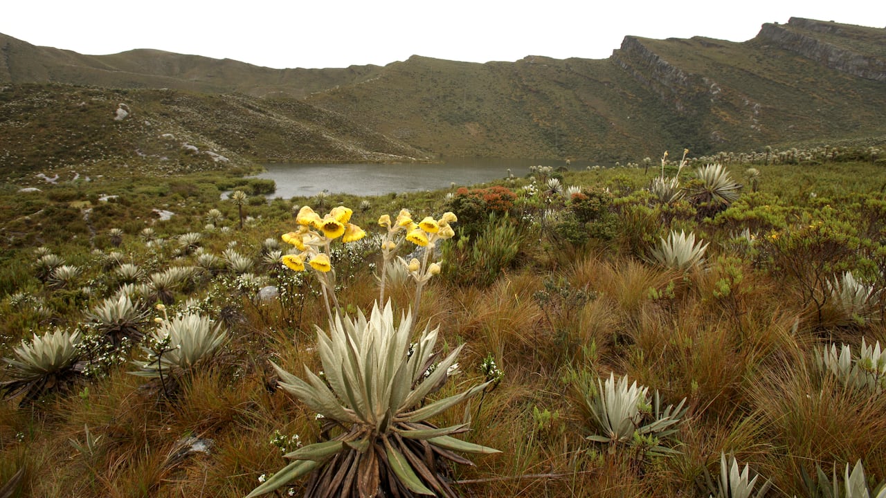 Estas lagunas son un destino impresionante donde se puede explorar el ecosistema del páramo.