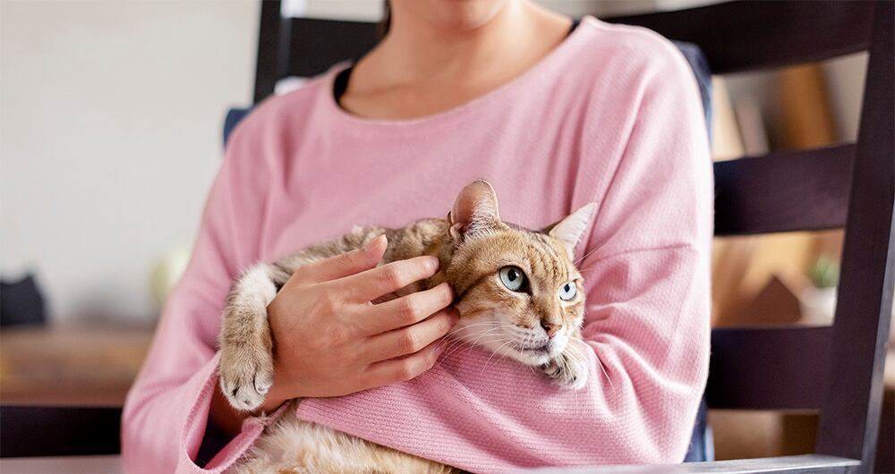 En Colombia no hay cifras concluyentes ni rigurosas sobre el panorama real del cáncer en animales como perros y gatos.