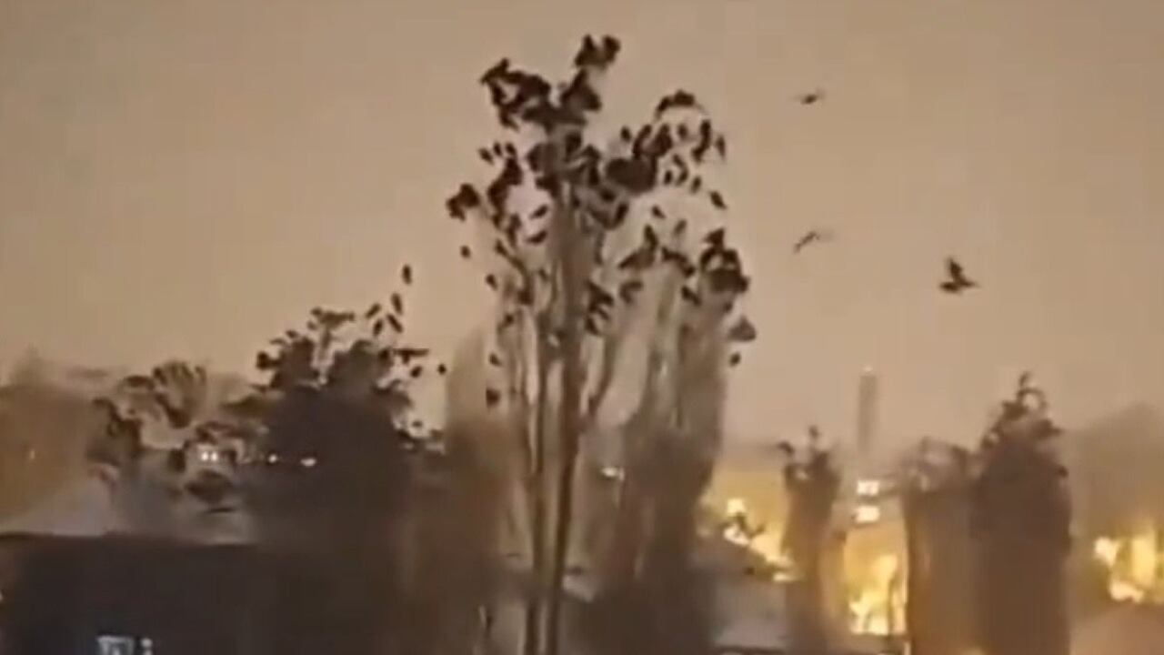 Aves en Turquía