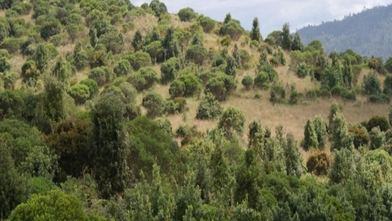 Este lunes 22 de marzo, Día Mundial del Agua, se realiza la sembratón de 1.000 árboles en la reserva La Poma, al sur de Bogotá.