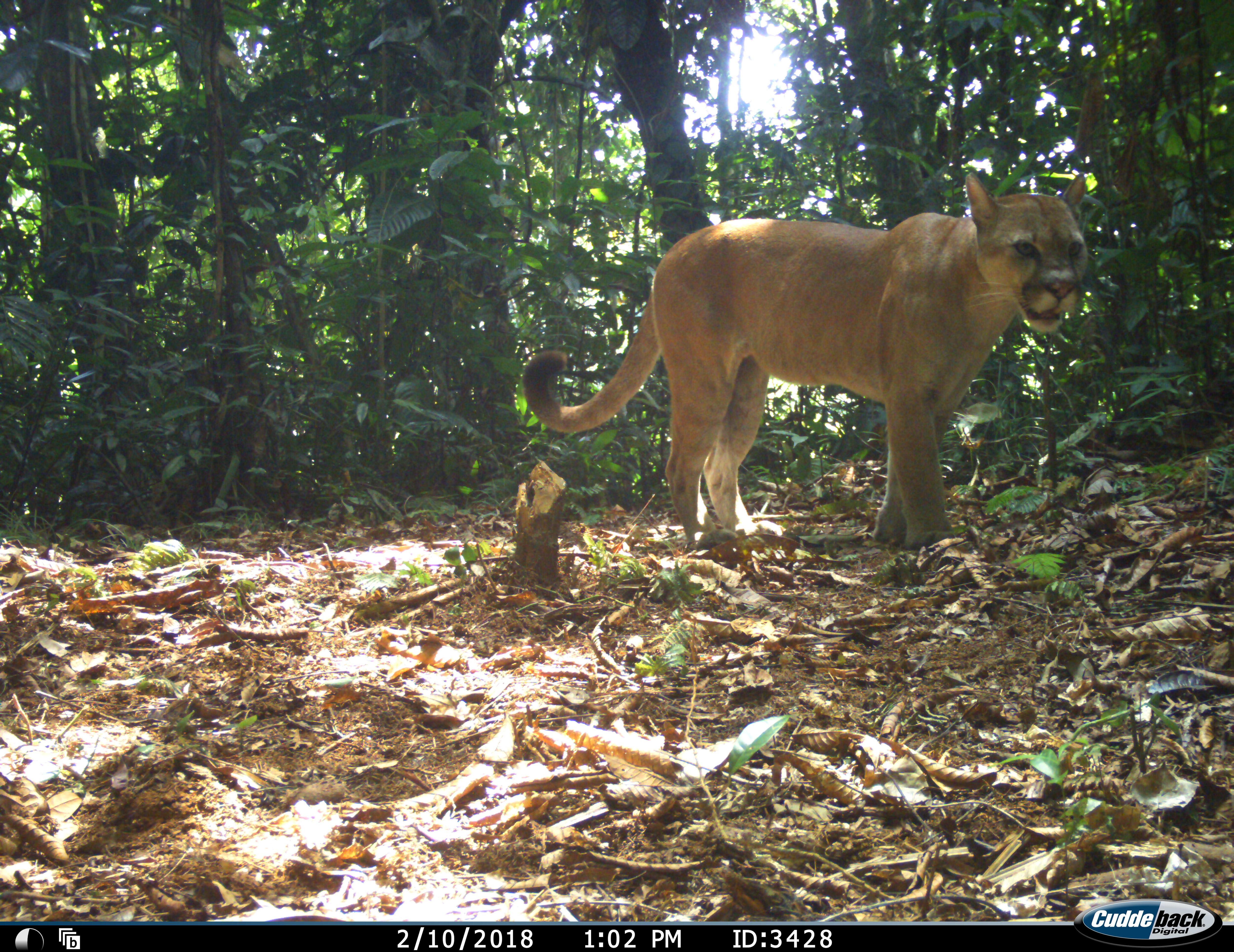 Imagen de un puma captado por una cámara trampa en el proyecto que apoya ISA en Tierralta, Córdoba.