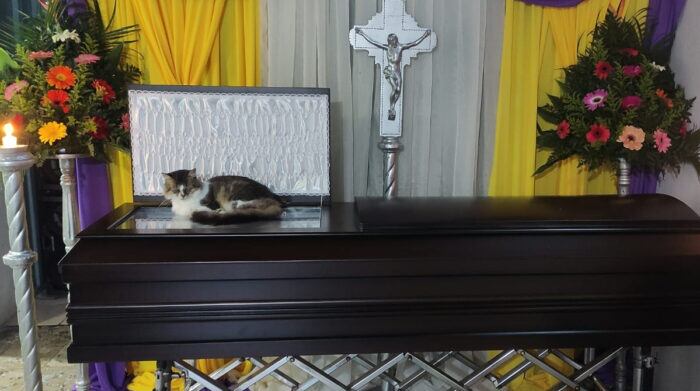 El animal acompañó a su amo, incluso después de su muerte. Foto: Facebook Alejandra Badilla Sandoval