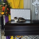 El animal acompañó a su amo, incluso después de su muerte. Foto: Facebook Alejandra Badilla Sandoval