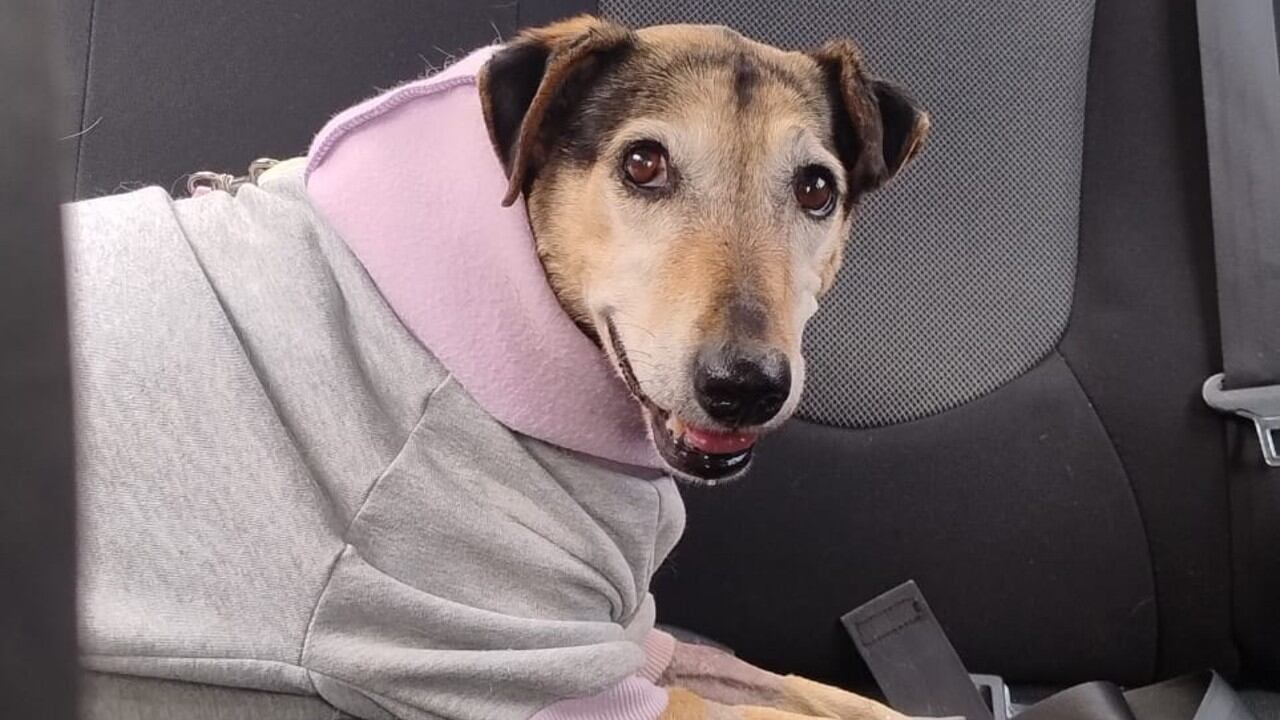 Bella logró estabilizarse y comenzar su proceso de recuperación.