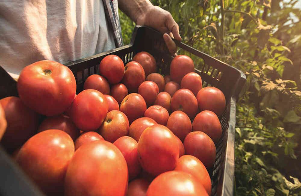 En las tierras de Santander de Quilichao y Toribío (Cauca) se cultiva tomate en invernaderos. Foto: iStock