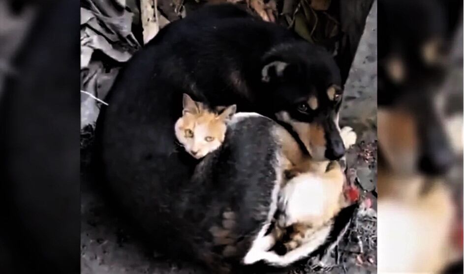 Un perro y un gato se abrazan tras sobrevivir al terremoto en Turquía.