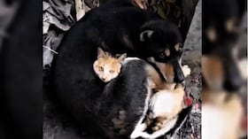 Un perro y un gato se abrazan tras sobrevivir al terremoto en Turquía.