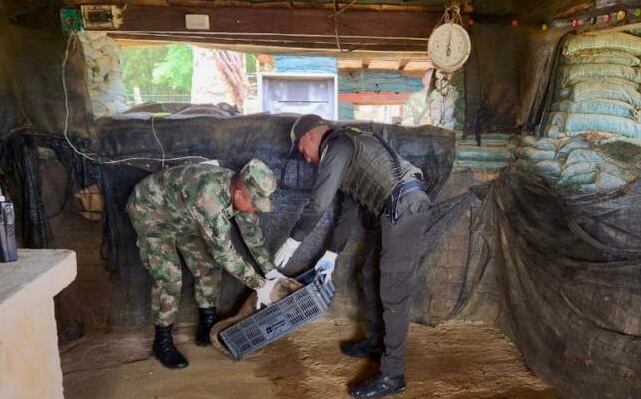 Oso Hormiguero rescatado en Vaupés