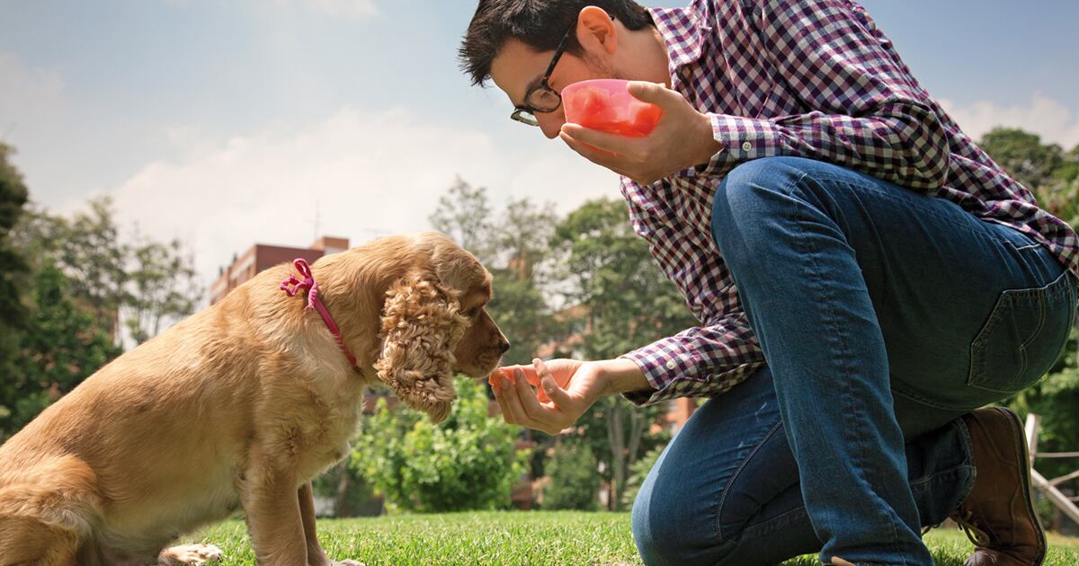 Si bien el aceite de salmón es un superalimento beneficioso para muchos perros, es importante recordar que cada mascota es única. 