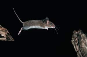 Los ratones son una plaga que puede causar afecciones de salud.